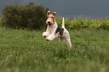 FOX TERRIER 695